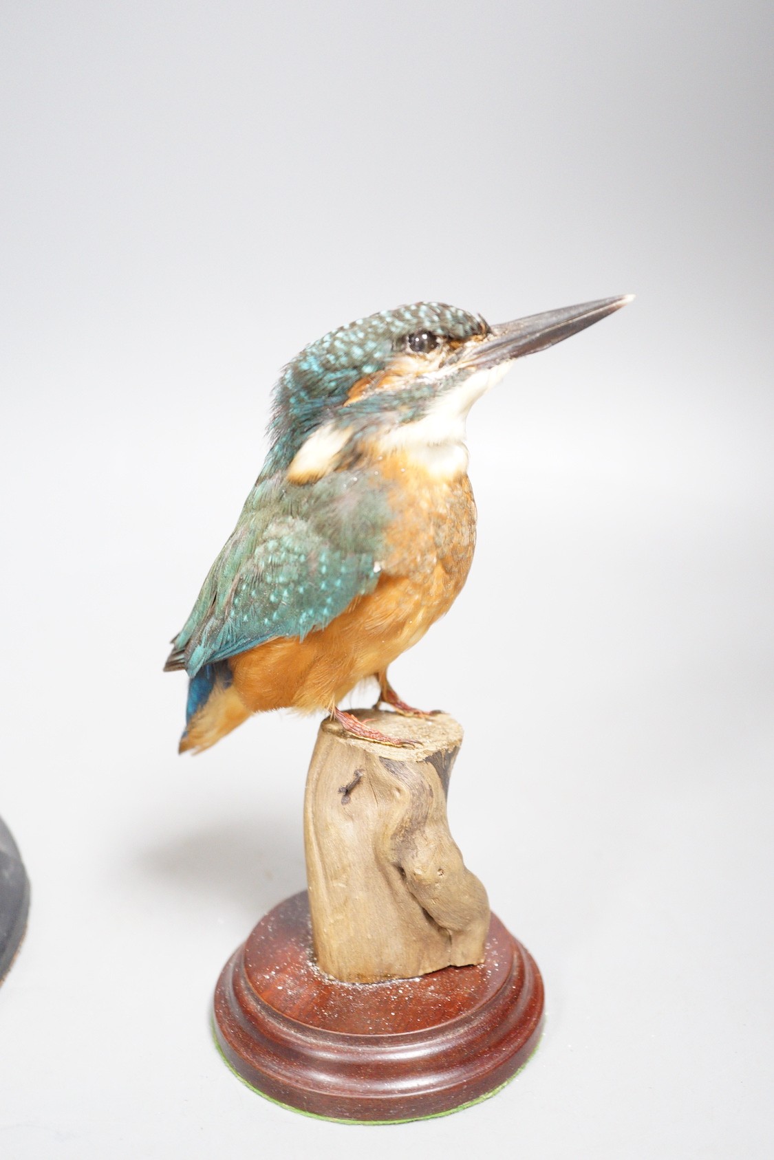 Taxidermy - a kingfisher and a ring ouzel, each under a glass dome, the tallest 30 cm (2)